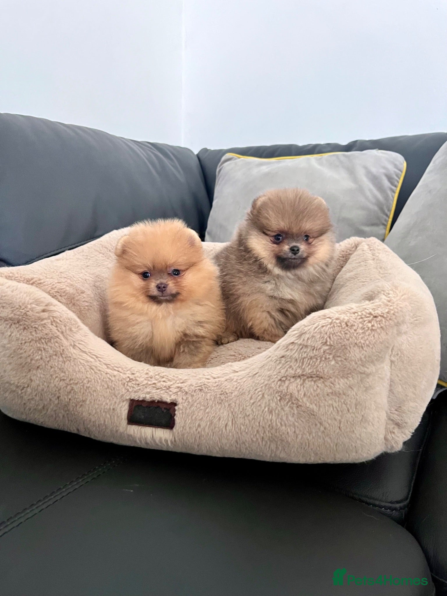 Pomeranian dogs 🔥Outstanding 🐻Championship 🏆🔝Quality  - Advert 1