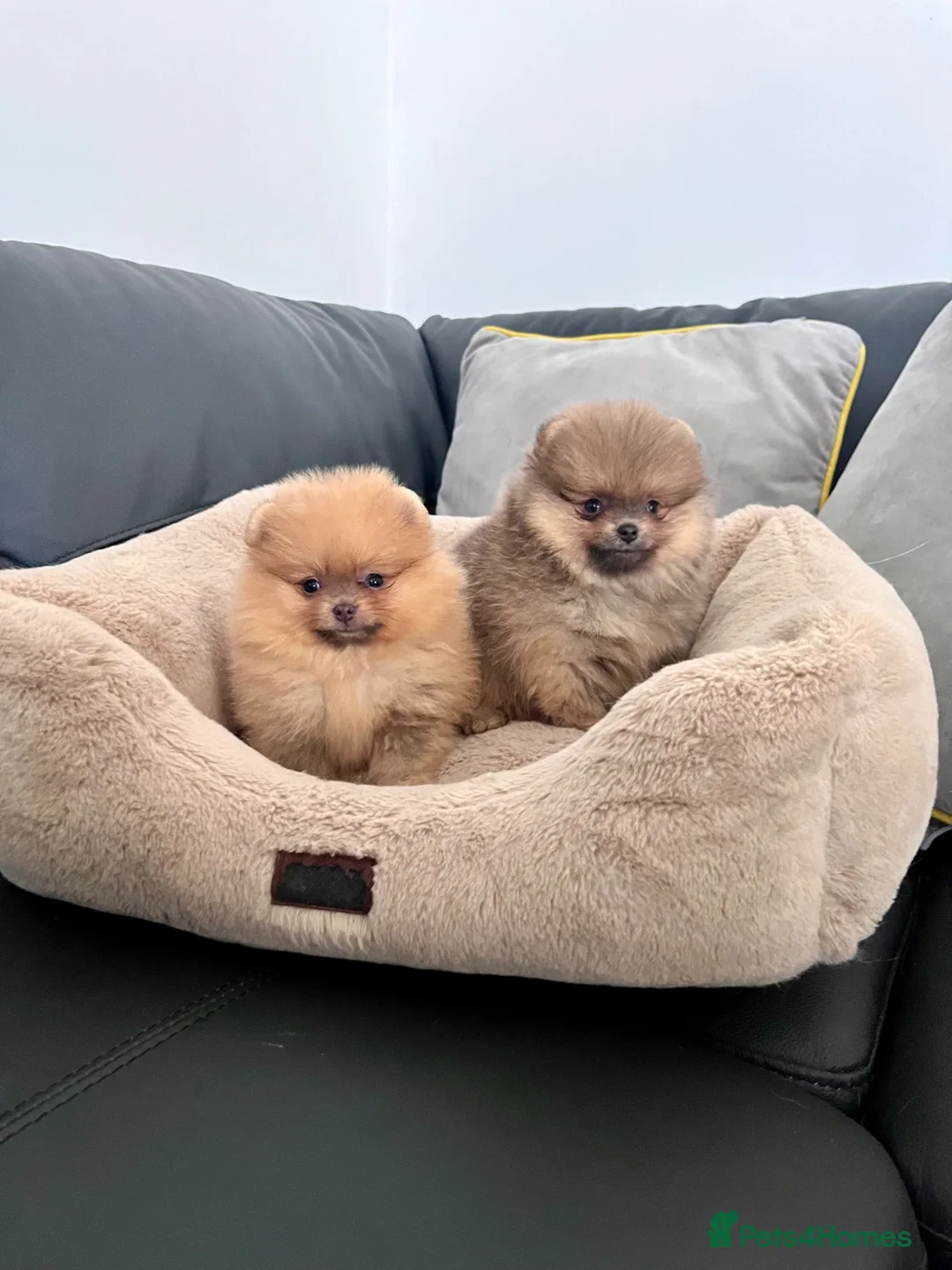 Pomeranian dogs for sale: 🔥Outstanding 🐻Championship 🏆🔝Quality  - Advert 1