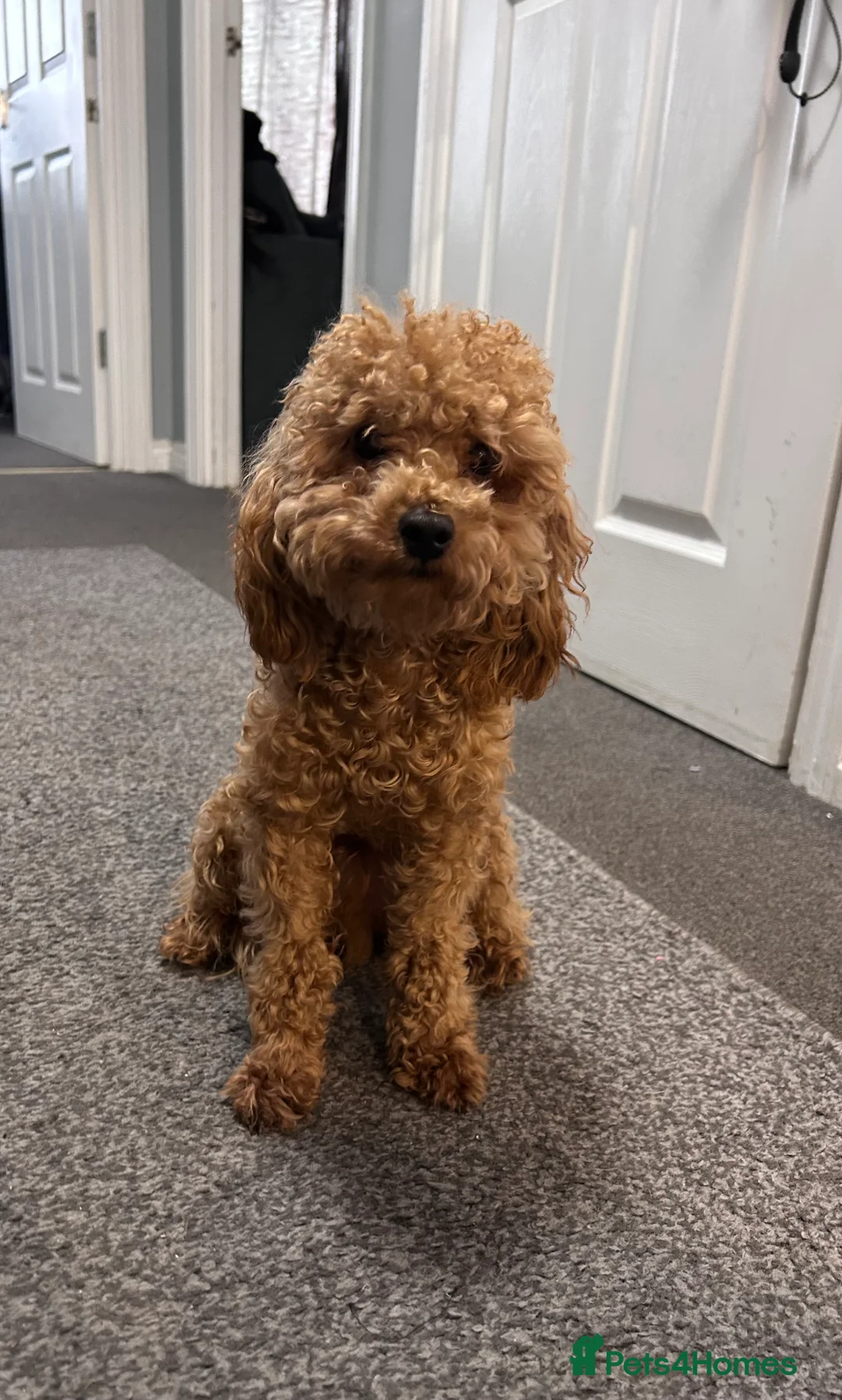 Toy Poodle dogs for sale: Milo  - Advert 2