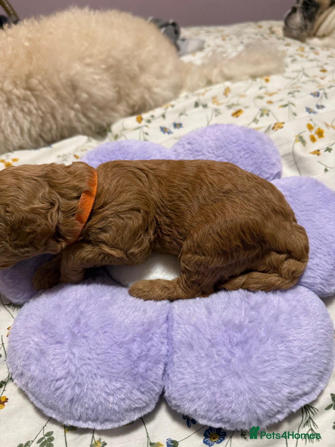 Cavapoo dogs for sale: 4 Beautiful f1b Cavapoo Puppies  - Advert 21