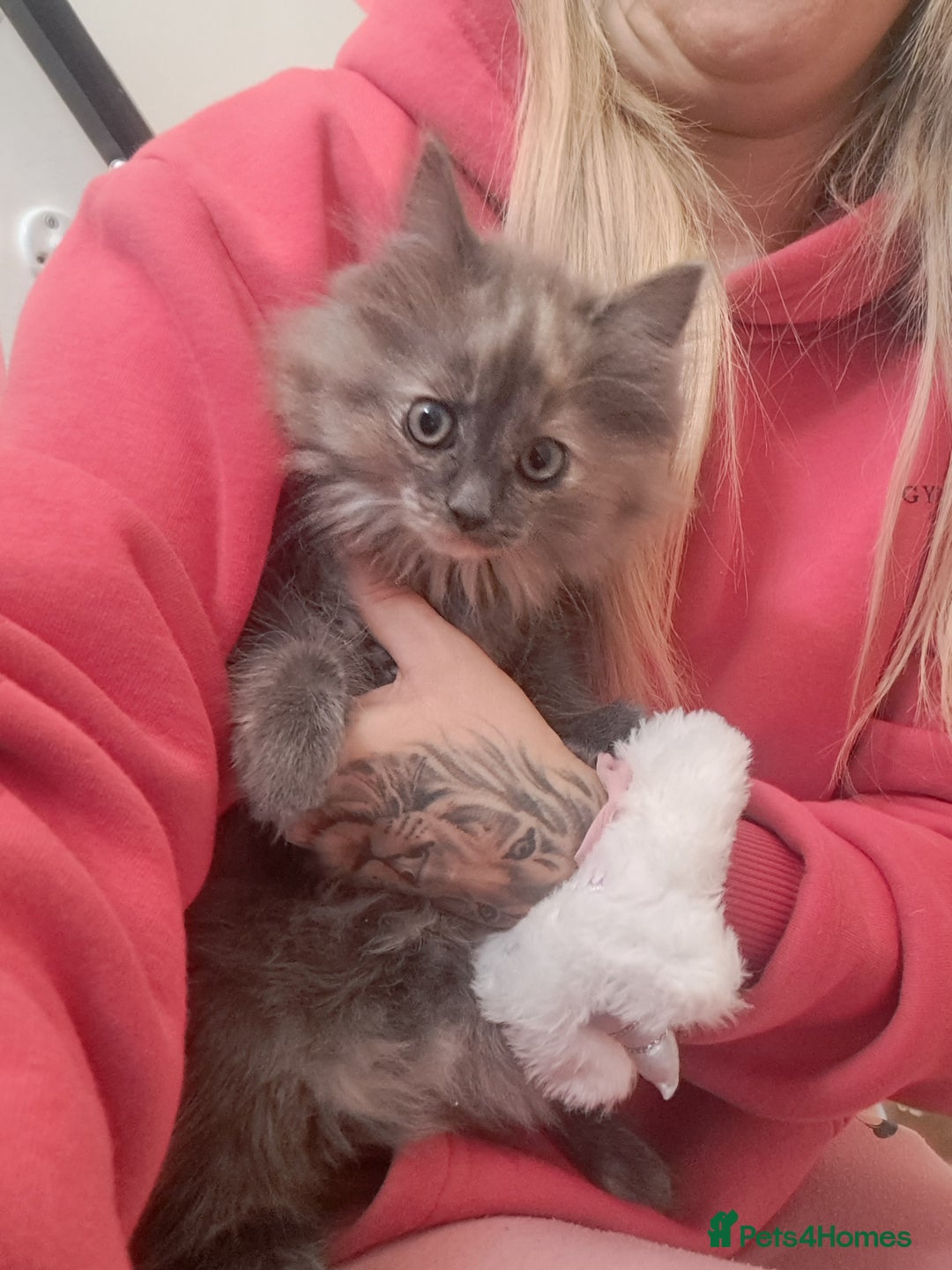 Dwelf cats for sale: Mix ragdoll and Maine Coon  - Image 2