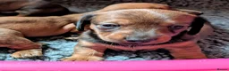 Miniature Dachshund dogs for sale: Miniature Dachshund  - Advert 14