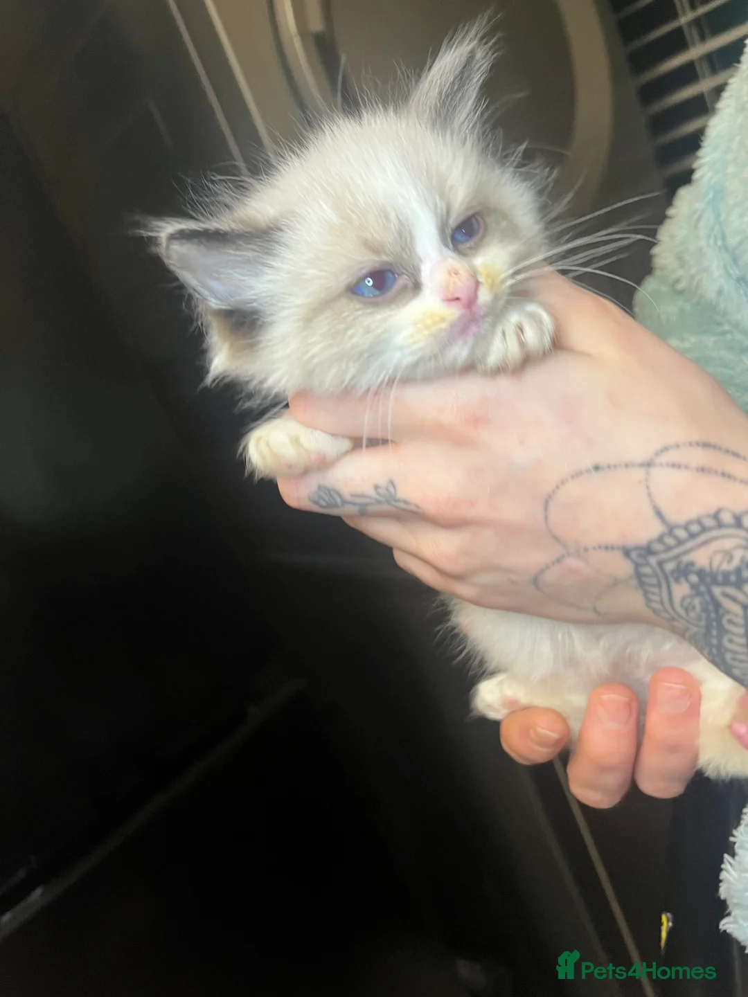 Ragdoll cats for sale: Beautiful Ragdoll boy  - Advert 4