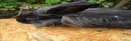 Lionhead rabbits for sale: 2 young lionheads does for sale £40 each  in Manchester - Advert 8