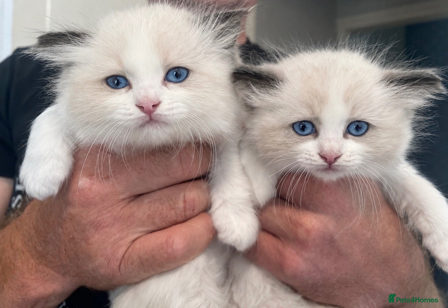 Ragdoll cats 🏆Outstanding Pedigree Ragdolls.  - Advert 1