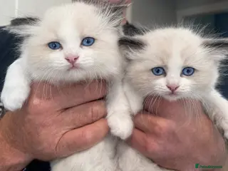 Ragdoll cats Ready 31/8 after full vaccinations & chip. - Advert 3