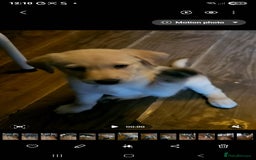 Mixed Breed dogs for sale: German sheperd x lab  - Advert 3