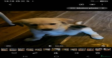 Mixed Breed dogs German sheperd x lab  - Advert 2