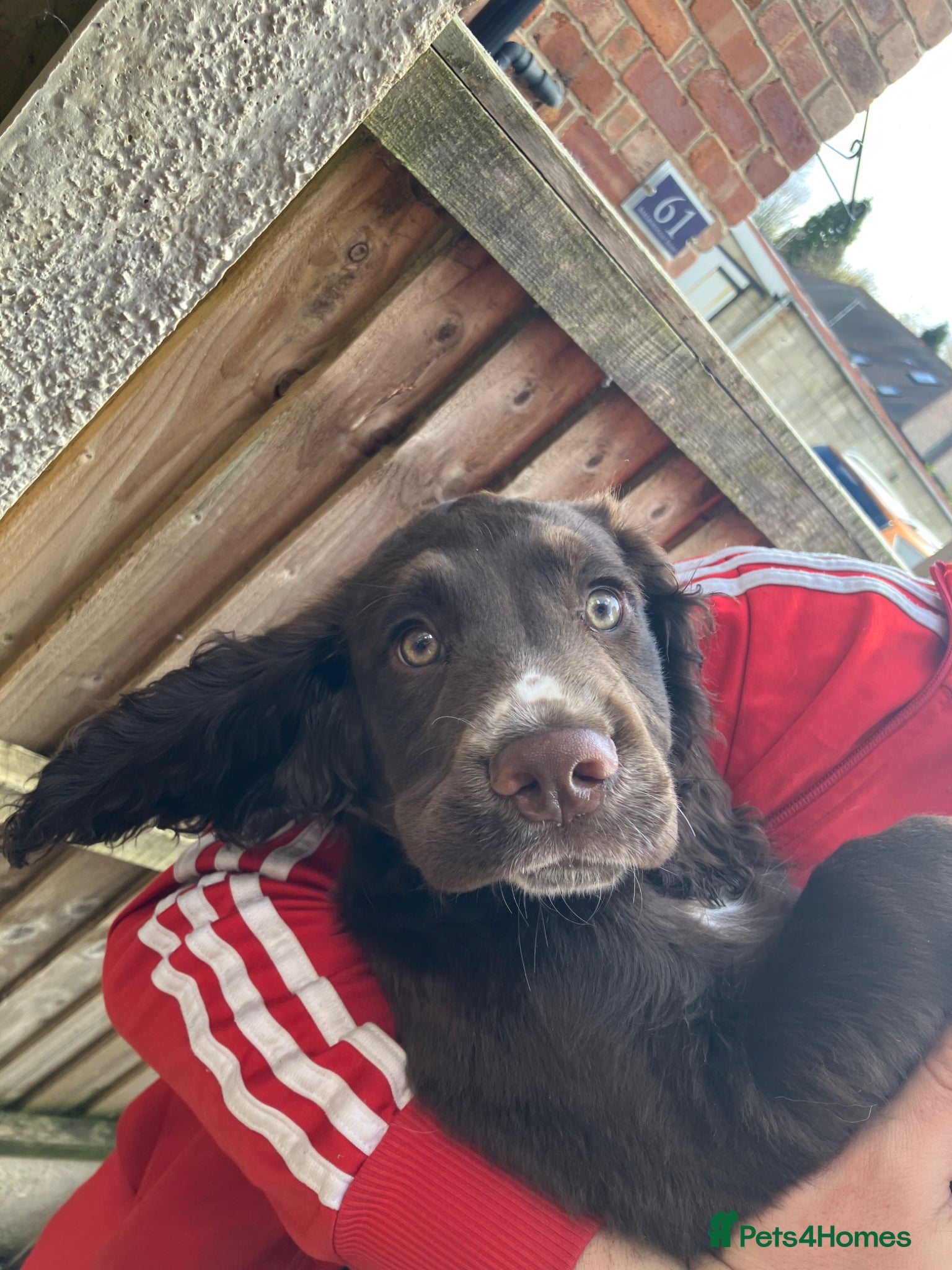 Cocker Spaniel dogs Cocker spaniel puppy * 1 LEFT * - Advert 2