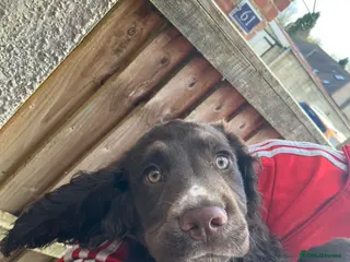 Cocker Spaniel dogs Cocker spaniel puppy * 1 LEFT * - Advert 2