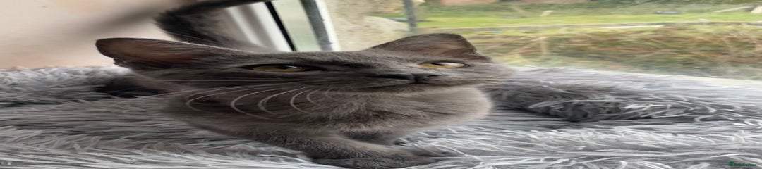 Maine Coon Kitten 2