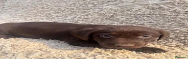 Labrador Retriever 3
