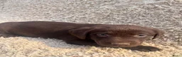 Labrador Retriever dogs for sale: Beautiful Chocolate Labrador Puppies - Advert 4