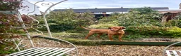 Hungarian Vizsla dogs for sale: 2 year old stunning athletic beautiful girl - Advert 3