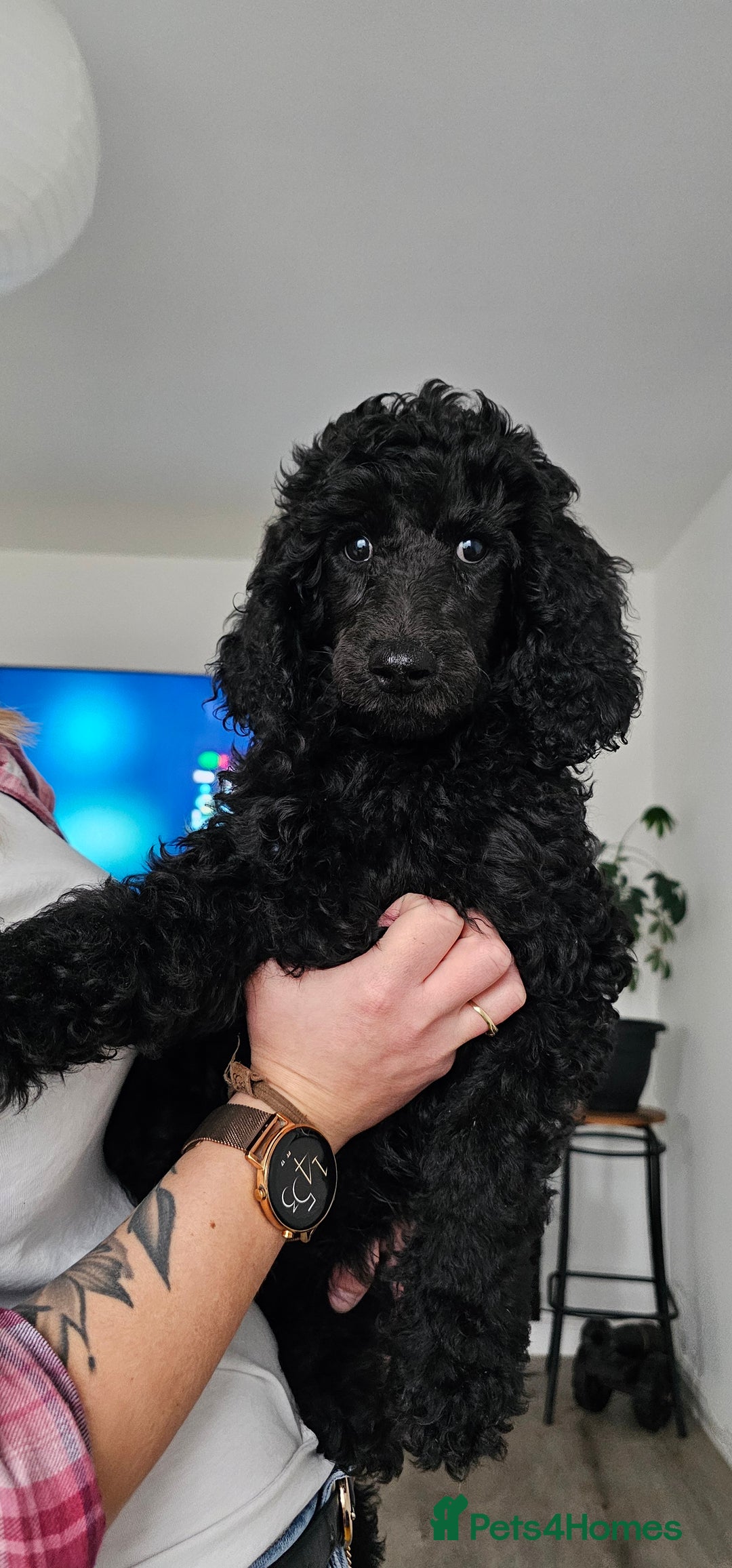 Standard Poodle dogs for sale: Last 3 Boys! KC standard poodle for sale ! - Image 8