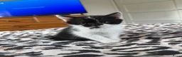 Domestic Shorthair cats for sale: 🐾 Adorable Kittens Ready for Loving Homes - Advert 15