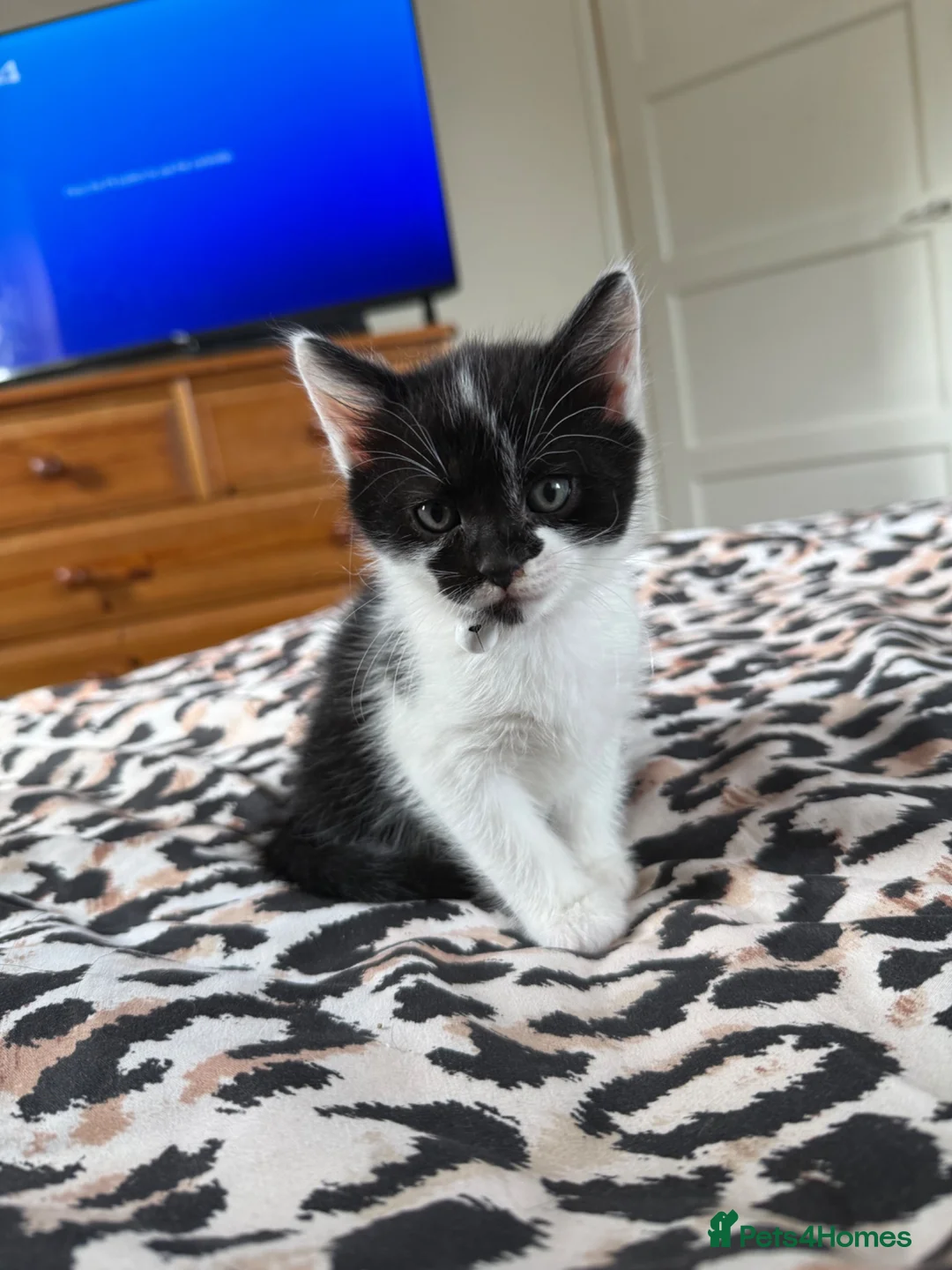 Domestic Shorthair cats for sale: 🐾 Adorable Kittens Ready for Loving Homes - Advert 15