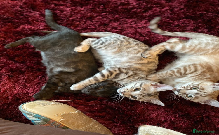 Bengal cats - Advert 5