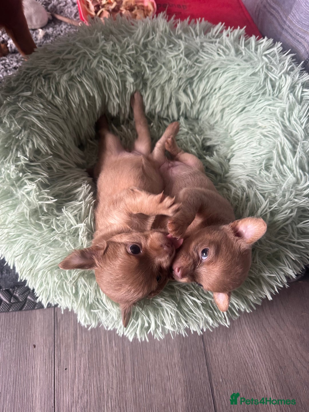 Chihuahua dogs for sale: One of a kind ChiPin Puppies - Image 23