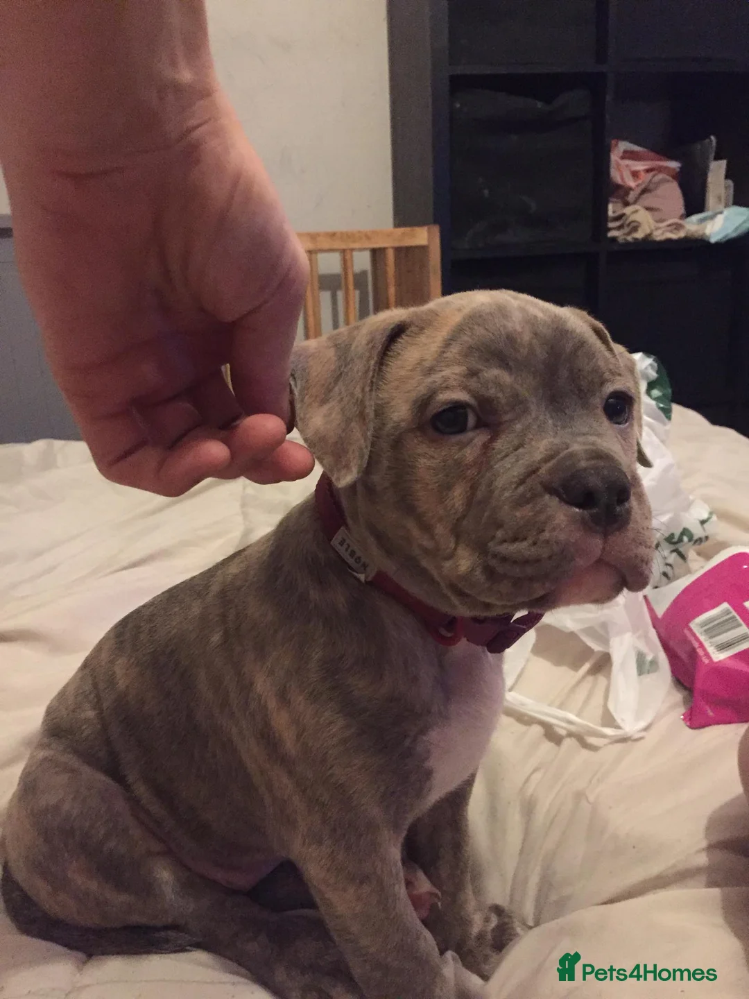 American Bully dogs for sale: £450 pocket bully 15 week old  - Advert 2