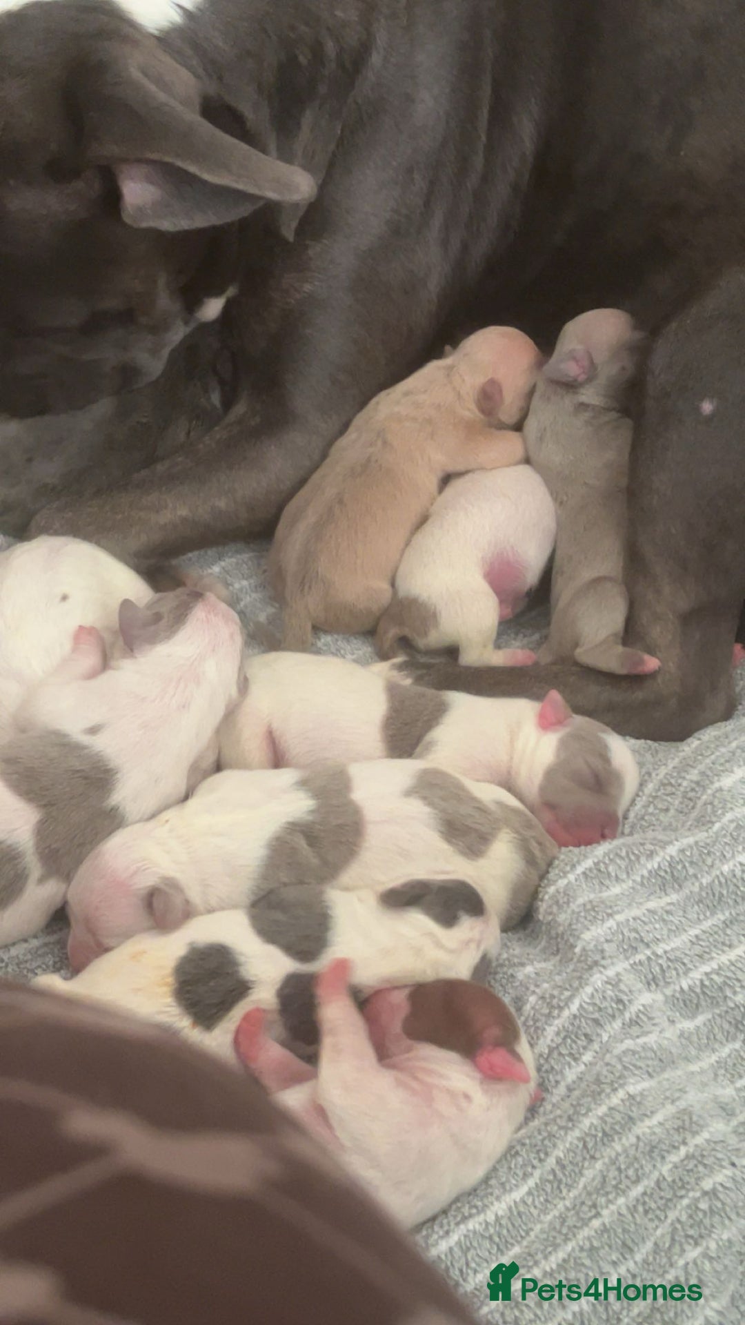 Mixed Breed dogs for sale: pocket bully x frenchie puppies 7 weeks old - Advert 12