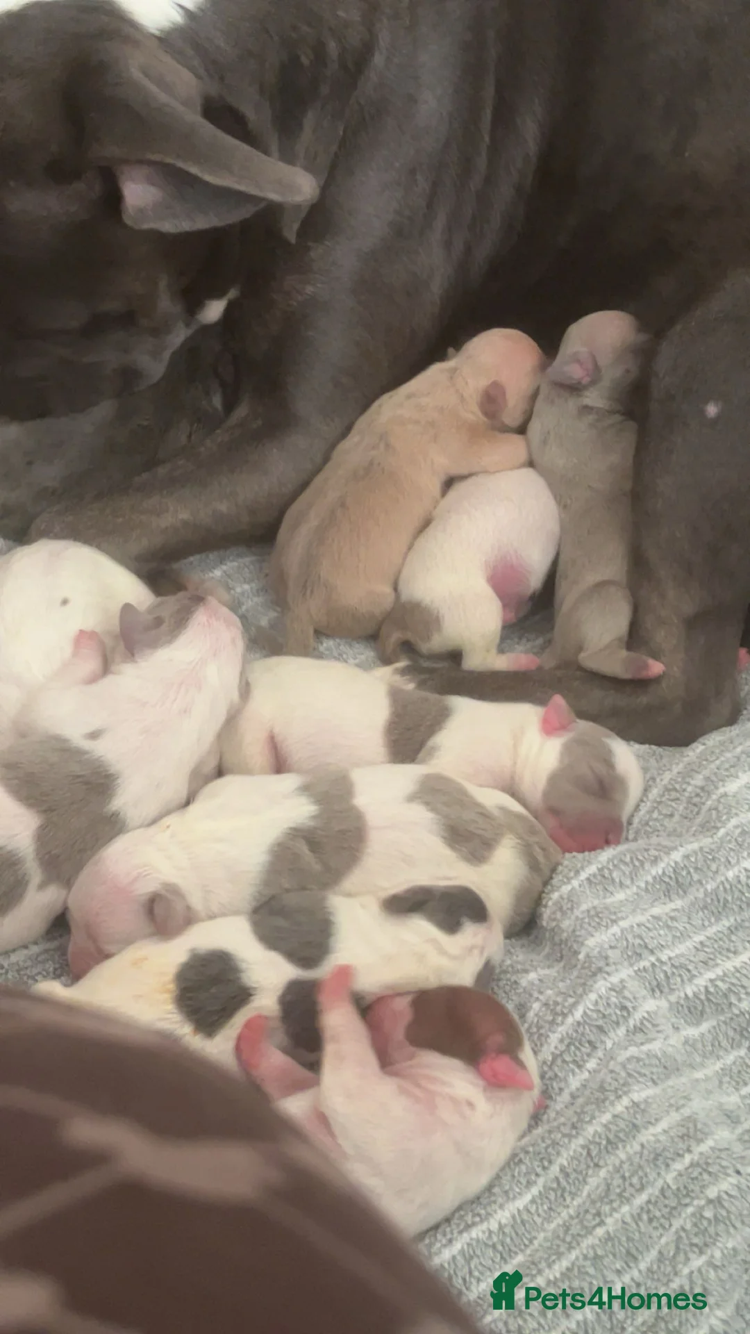 Mixed Breed dogs for sale: pocket bully x frenchie puppies ready to go  - Advert 11