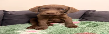 Labrador Retriever - Brown- Runt