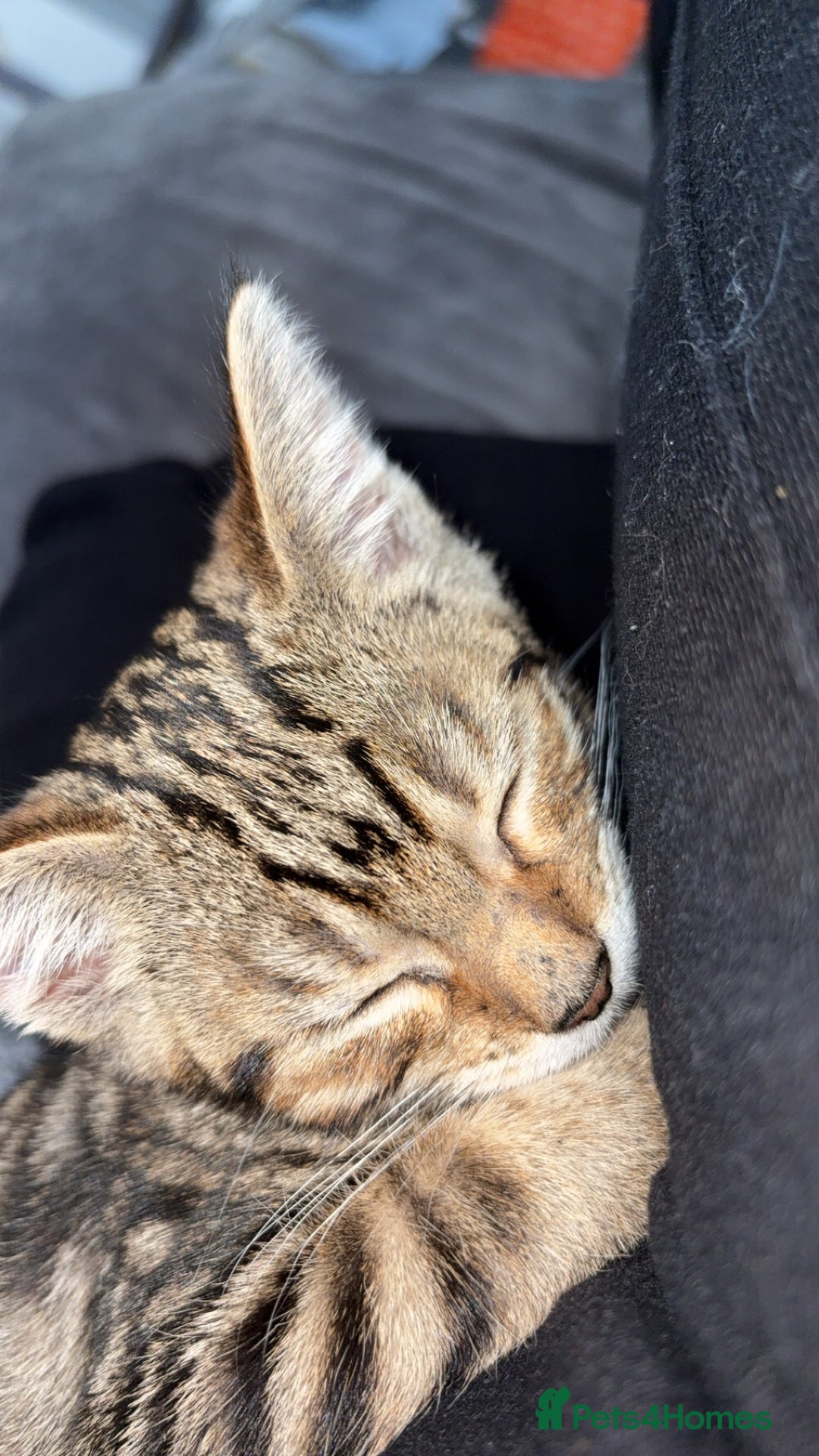 Mixed Breed cats for sale: Male kitten  - Image 1