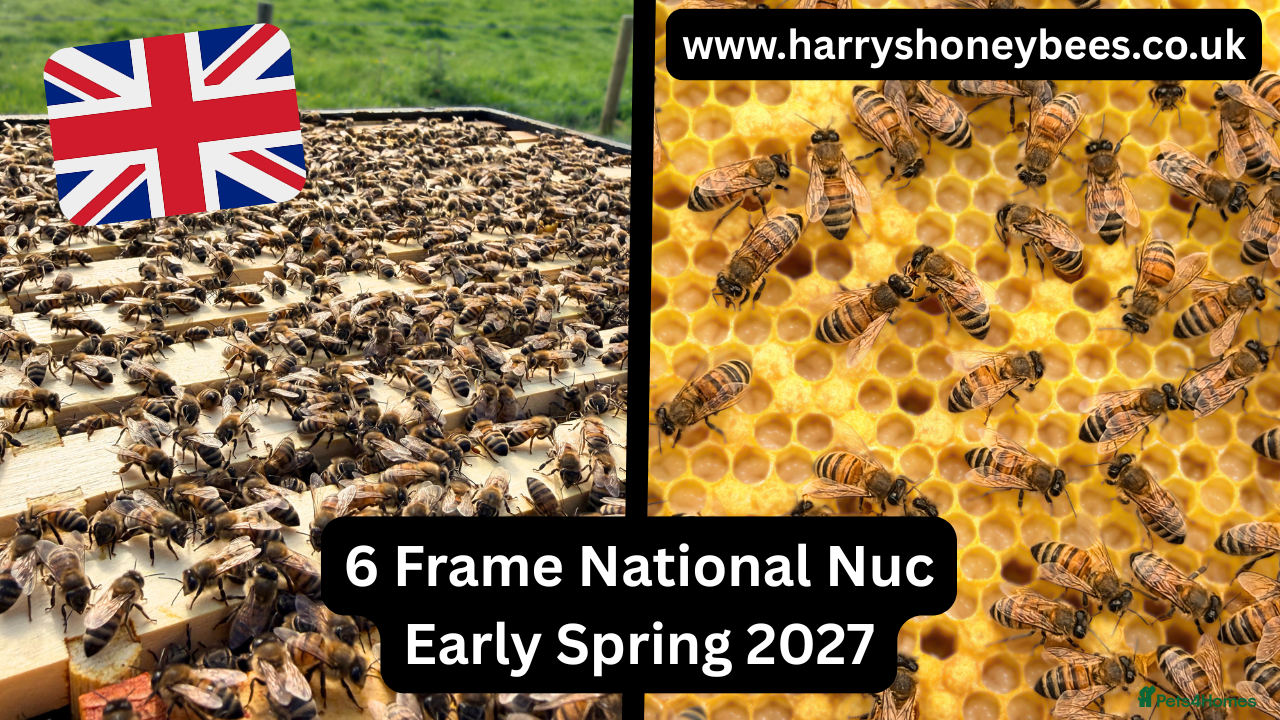 Mixed Breed invertebrates 6 Frame Overwintered National Nucleus of Bees 2027 - Advert 1