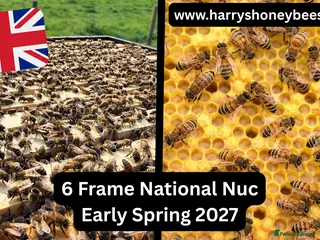 Mixed Breed invertebrates 6 Frame Overwintered National Nucleus of Bees 2027 - Advert 1