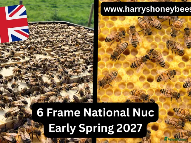 Mixed Breed invertebrates 6 Frame Overwintered National Nucleus of Bees 2027 - Advert 1