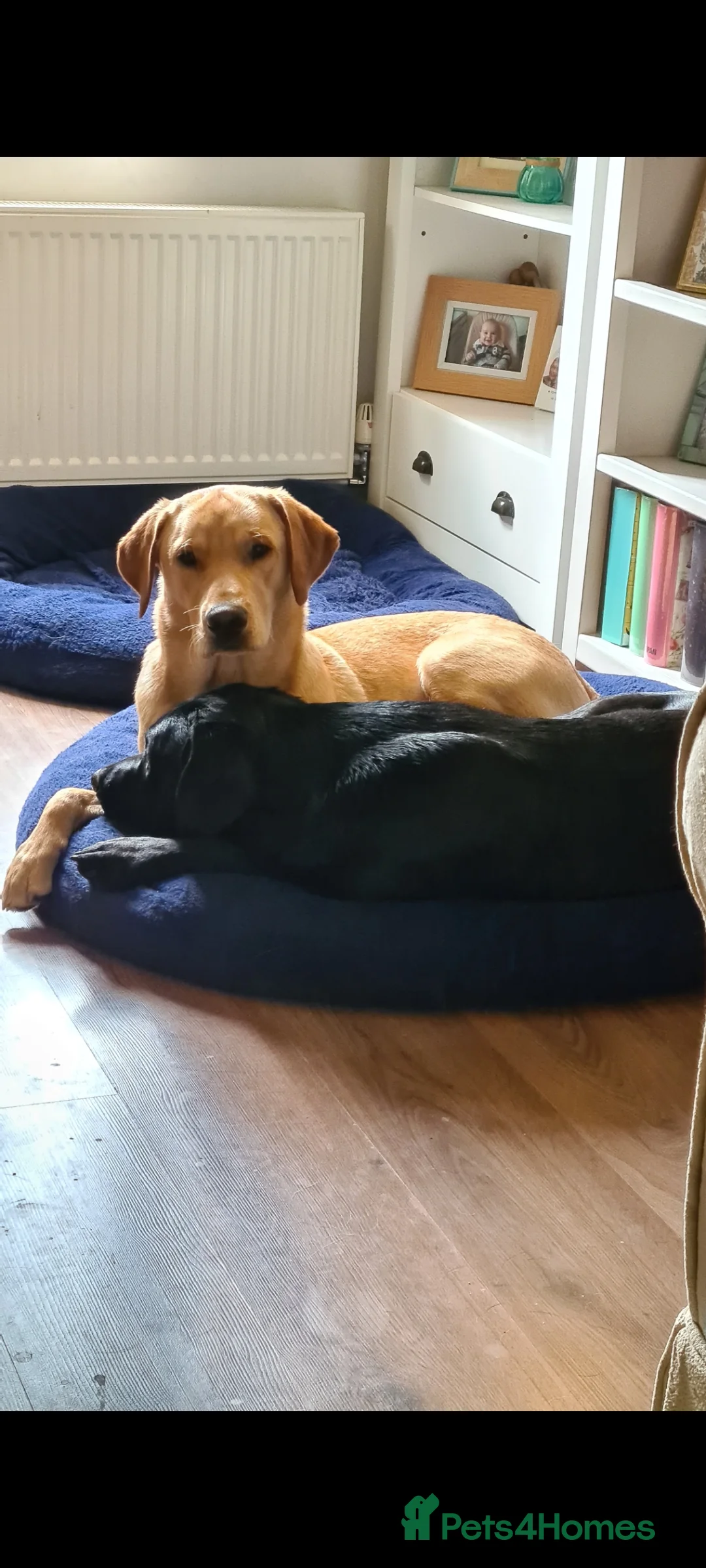Labrador Retriever dogs for stud: Unproven Labrador Stud NO FEE. KC reg/BVA screened in Brecon - Advert 22
