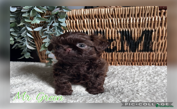 Shih Tzu dogs - Advert 2