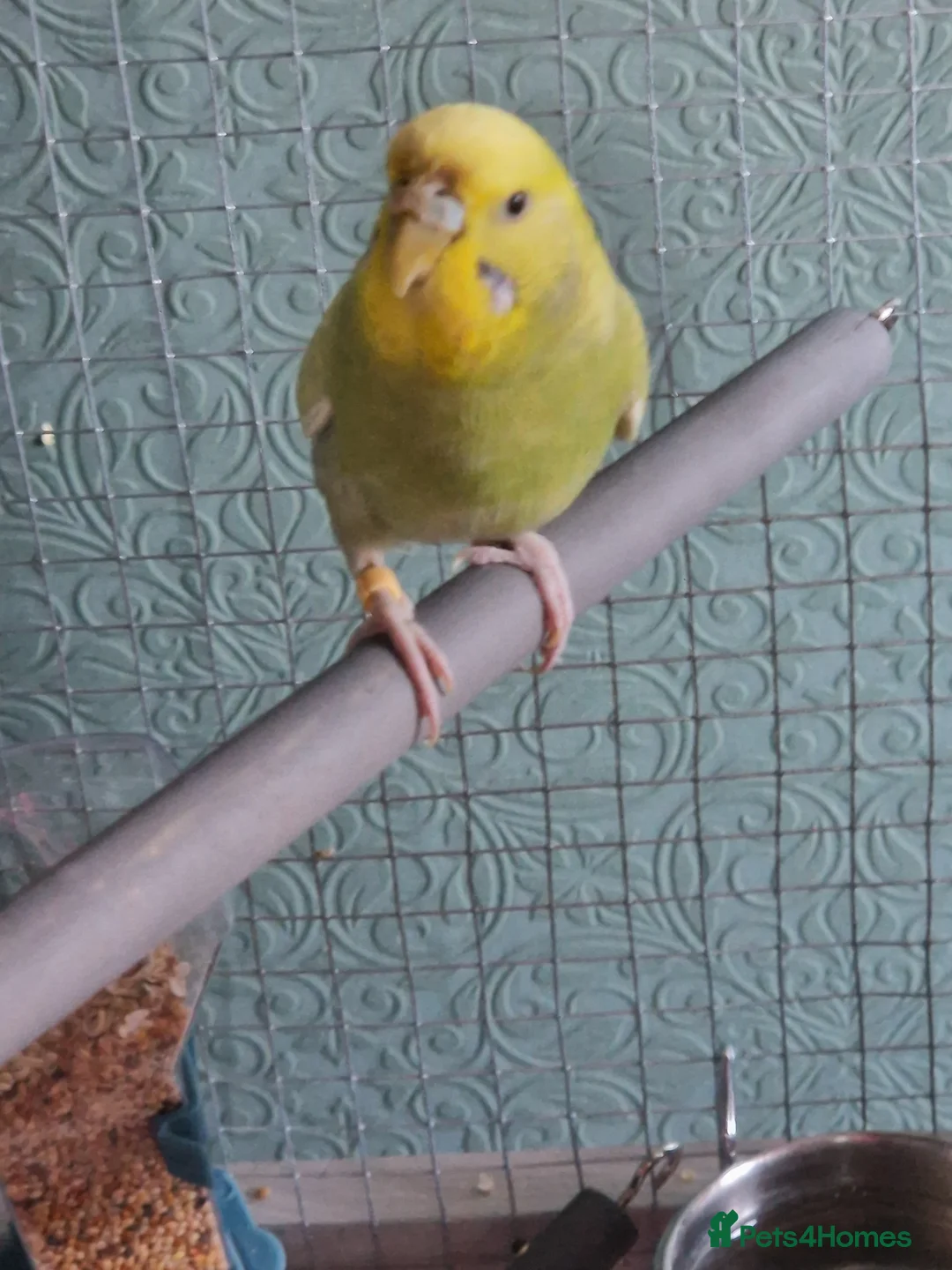 Budgerigars birds for sale: 2 female budgies & cage - Advert 4