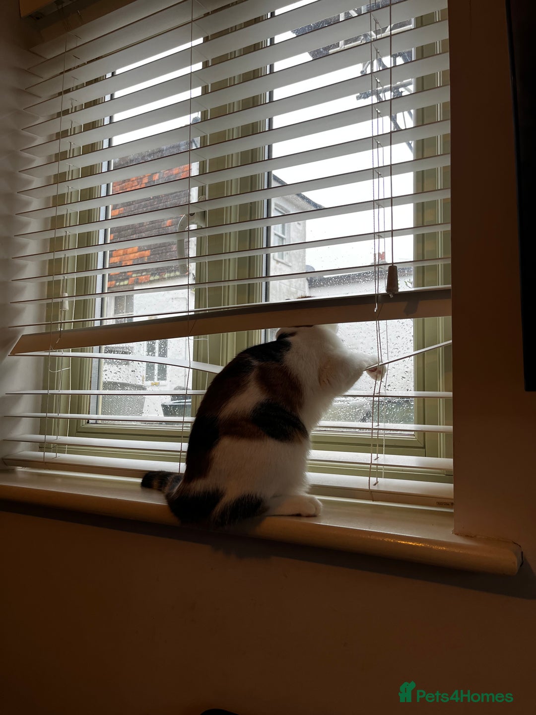 Mixed Breed cats for sale: Bella & Kali - Sisters Looking for a Loving Home - Advert 11