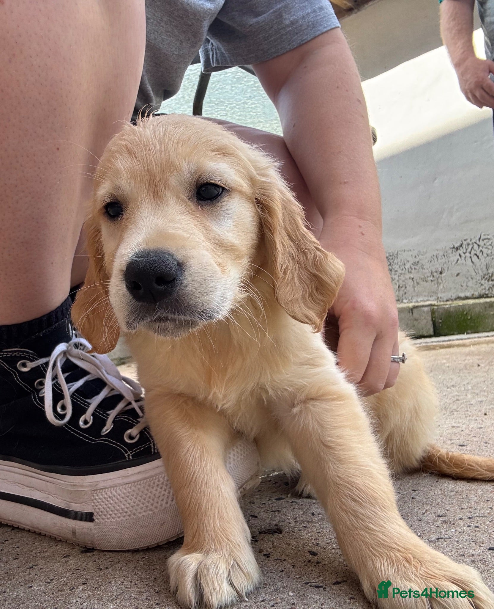 Golden Retriever dogs G R PUPS - READY TO GO! KC Registered! - Advert 9