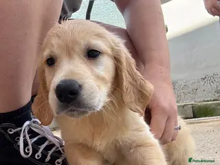 Golden Retriever dogs G R PUPS - READY TO GO! KC Registered! - Advert 2