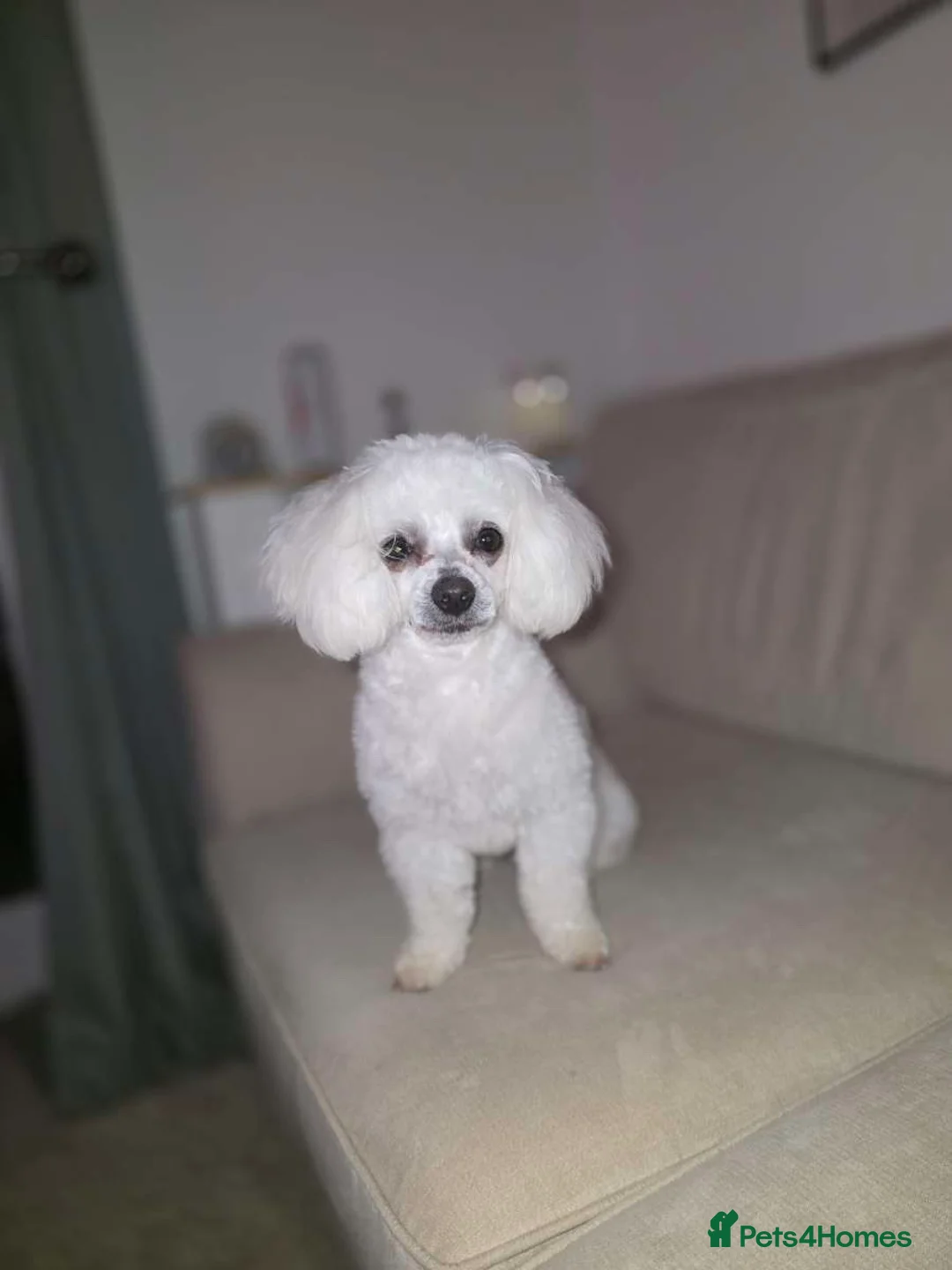 Maltipoo dogs for stud: Maltipoo for stud  in Hartlepool - Advert 1