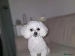 Maltipoo dogs Maltipoo for stud - Advert 11