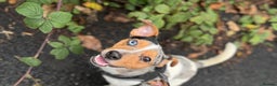 Jack Russell dogs for stud: Silver Merle carrying Blue and Chocolate in Bradford - Advert 1