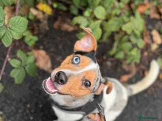 Jack Russell dogs Silver Merle carrying Blue and Chocolate in Bradford - Advert 10