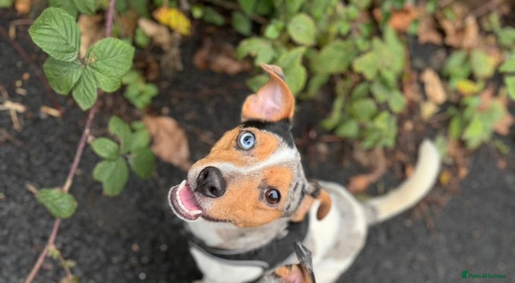 Jack Russell dogs in Bradford - Advert 1