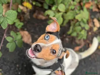 Jack Russell dogs Silver Merle carrying Blue and Chocolate in Bradford - Advert 16