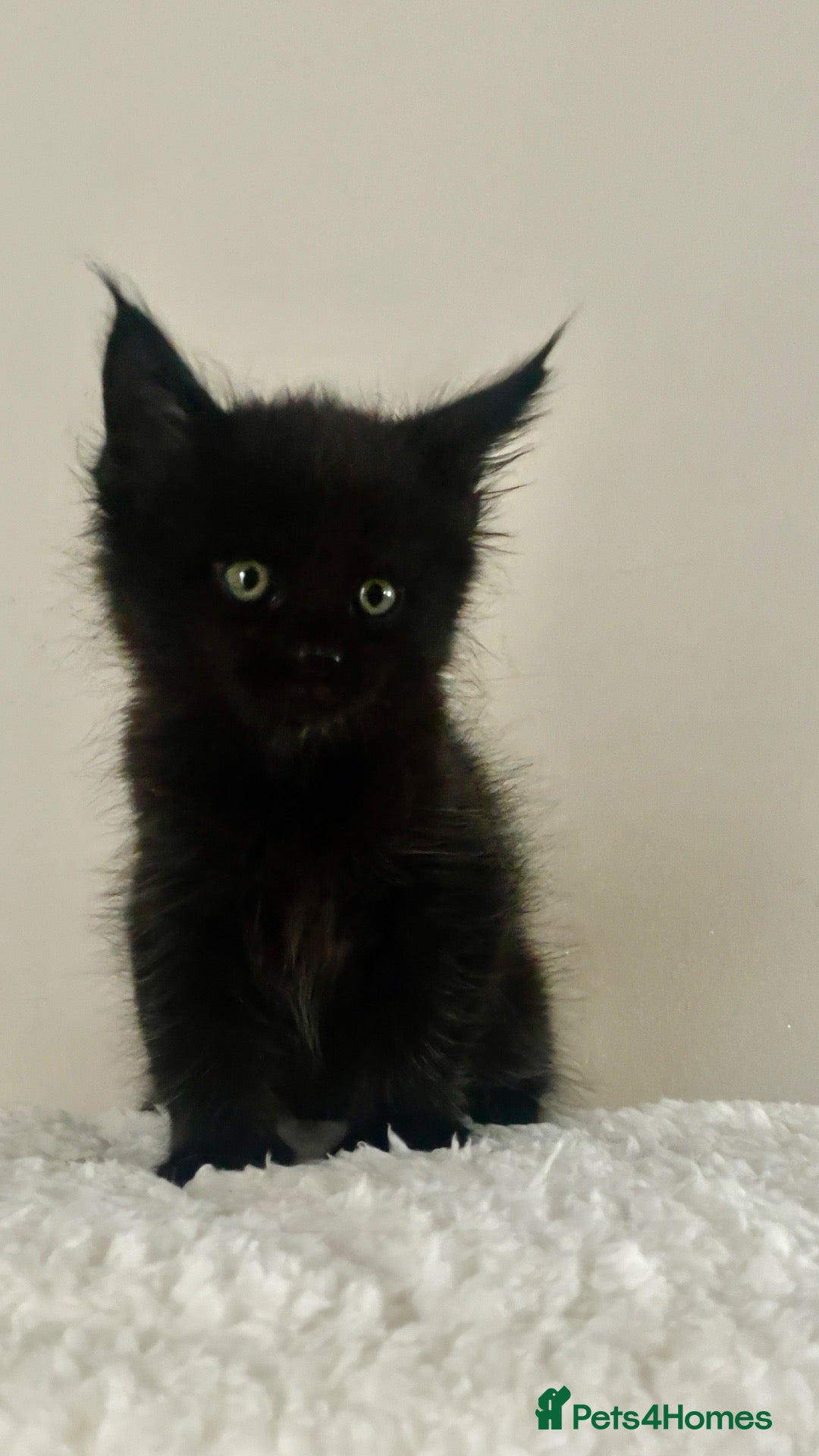 Maine Coon cats for sale: Four Little Hearts Looking for Their Forever Homes - Advert 2