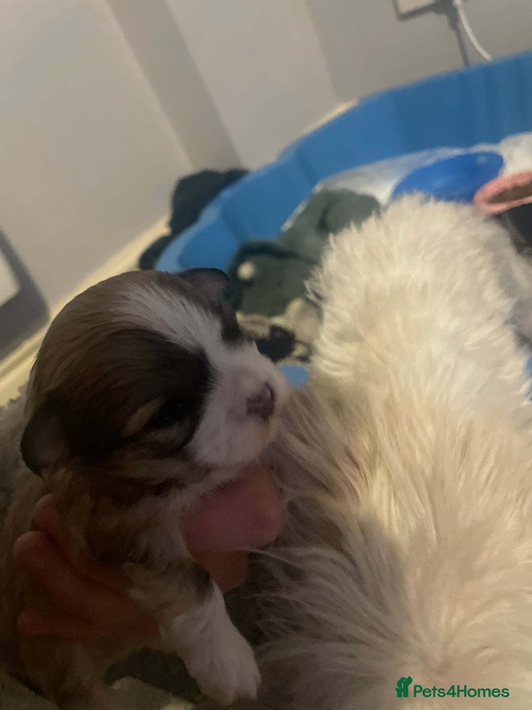 Mixed Breed dogs for sale: Maltese x chihuahua puppies for sale  - Image 5