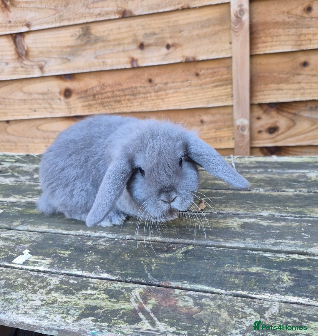 Mini Lop rabbits for sale: Mini lop babies - Advert 2