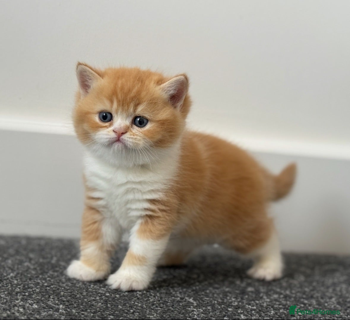 British Shorthair cats Stunning red bi colour gen ticked TICA reg (Sep ) - Advert 17