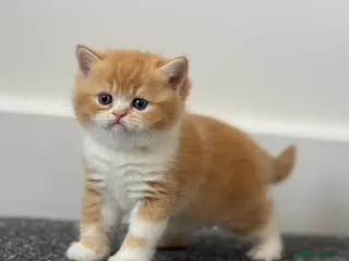 British Shorthair cats Stunning red bi colour gen ticked TICA reg (Sep ) - Advert 17