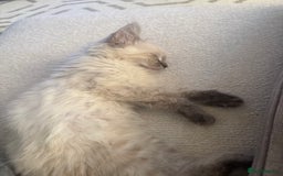 Ragdoll cats for sale: Ragdoll kitten - Image 1