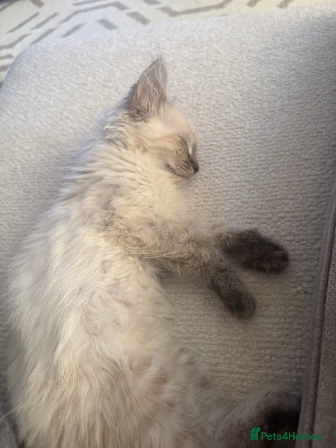 Ragdoll cats for sale: Ragdoll kitten - Image 1